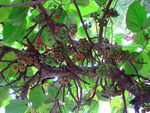 fig